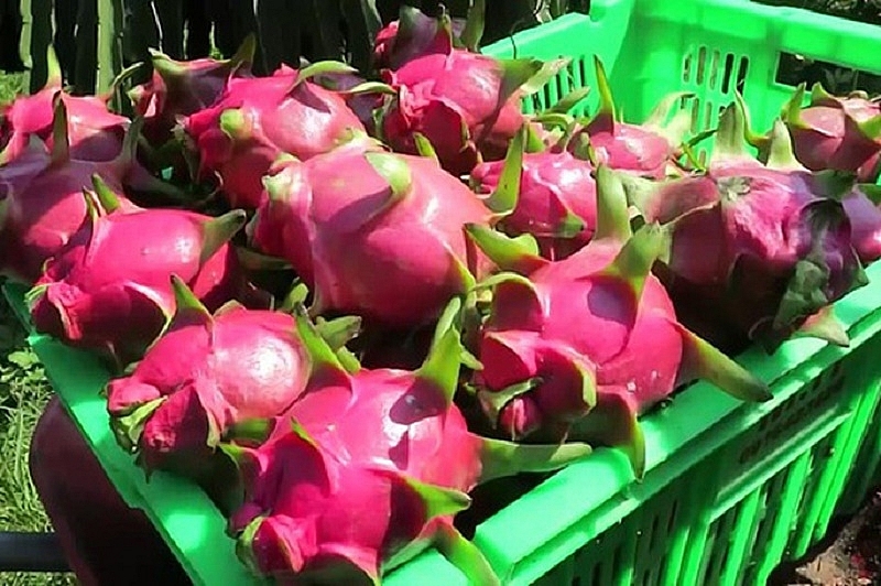 Vietnam has great opportunity to export dragon fruit to India